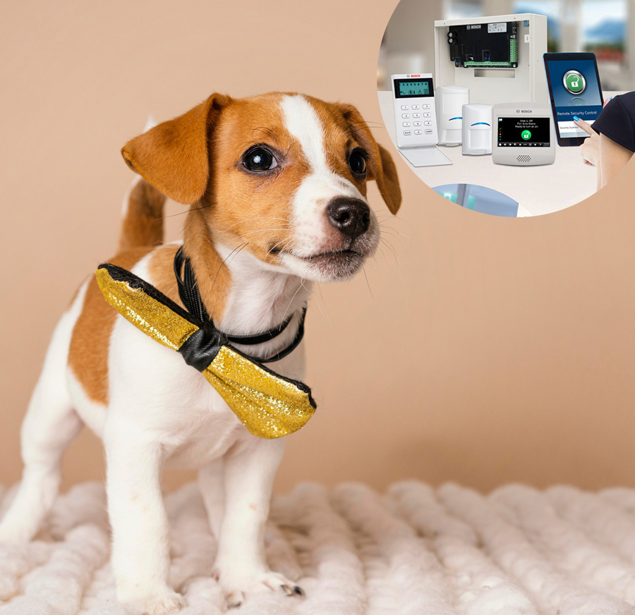 Pet Friendly Alarms Perth