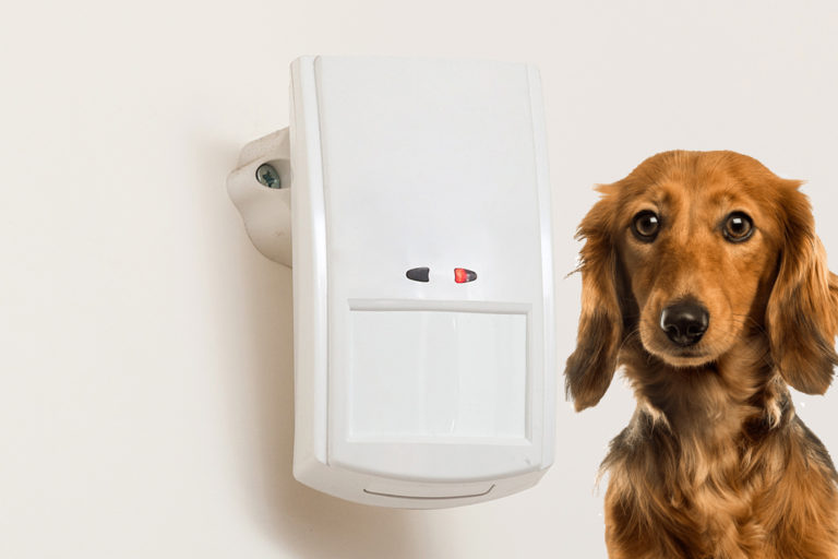 Prevent Pets from Triggering Your Motion Detectors Casa Security